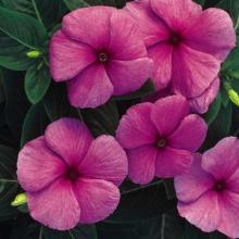 Катарантус Пацифика Лилак [1000 шт] - ООО «Семена Тут»