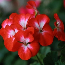 Пеларгония зональная Нано Скарлет Биколор [100 шт] - ООО «Семена Тут»