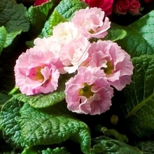 Примула махровая Розанна Роуз Пинк Шейдес [100 шт] - ООО «Семена Тут»