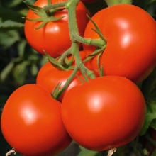 Томат Тойво F1 - ООО «Семена Тут»