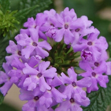Вербена Обсешн Лилак [1000 шт] - ООО «Семена Тут»