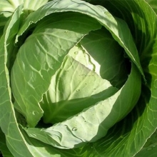 Капуста белокочанная Юниор F1 - ООО «Семена Тут»