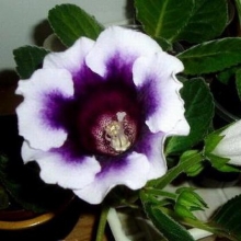 Глоксиния Аванти F1 Блю виз Вайт эдж  [100 драже] - ООО «Семена Тут»