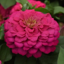 Цинния Зести Пинк [1000 шт] - ООО «Семена Тут»