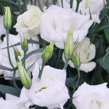 Эустома Арена 1 Вайт [100 драже] - ООО «Семена Тут»