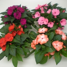 img-1: Бальзамин Супер Элфин F1 микс [1000 шт] - ООО «Семена Тут»