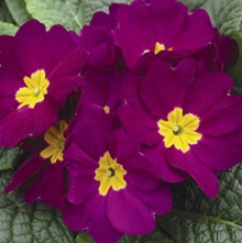 Примула Орион Виолет [1000 шт] - ООО «Семена Тут»