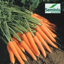 Морковь Небула F1 - ООО «Семена Тут»