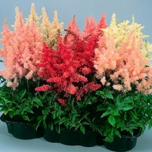 Астильба Арендса Шоустар [100 драже] - ООО «Семена Тут»