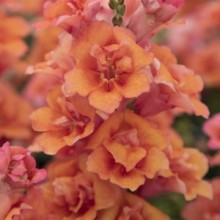 Львиный зев Свит Дуэт Дип Салмон [1000 шт] - ООО «Семена Тут»