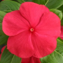 Катарантус Кобра Ред [100 шт] - ООО «Семена Тут»