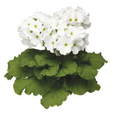 Примула обконика Либре Вайт [1000 шт] - ООО «Семена Тут»