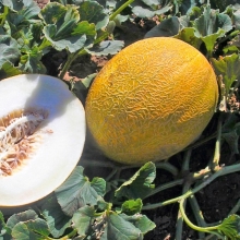 Дыня Темрючанка - ООО «Семена Тут»