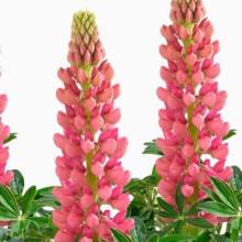 Люпин Люпини Ред [1000 шт] - ООО «Семена Тут»