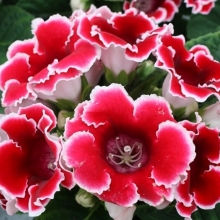 Глоксиния Аванти F1 Ред виз Вайт эдж  [100 драже] - ООО «Семена Тут»