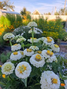 img-2: Цинния Лиллипут Белая - ООО «Семена Тут»