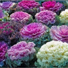 Капуста декоративная Осака Микс [100 шт] - ООО «Семена Тут»