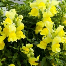 Львиный зев ампельный Кенди Шауэрс Еллоу  [100 м/драже] - ООО «Семена Тут»