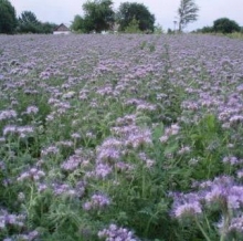 Фацелия пижмолистная Радуга - ООО «Семена Тут»