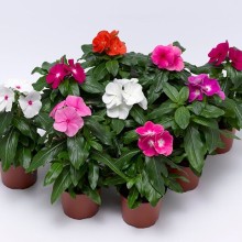 Катарантус Кора Микс [1000 штук] - ООО «Семена Тут»