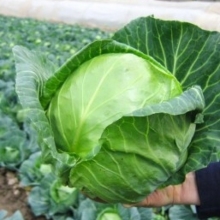 Капуста белокочанная Янисоль F1 - ООО «Семена Тут»