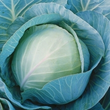 Капуста белокочанная Триперио (СГ 3352) F1 - ООО «Семена Тут»