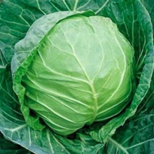 Капуста белокочанная Арктика F1 (инкруст. семена) - ООО «Семена Тут»