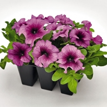 Петуния грандифлора Саксесс 360° Бургунди Вейн [50 драже] - ООО «Семена Тут»