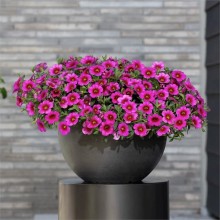 Калибрахоа Классик Розе Бласт [50 м/драже] - ООО «Семена Тут»