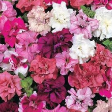 Петуния махровая Пируэтт Микс [10000 драже] - ООО «Семена Тут»