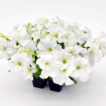 Петуния грандифлора Саксесс 360° Вайт [1000 драже] - ООО «Семена Тут»