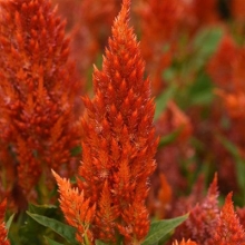 Целозия перистая Сандэй Оранж [1000 драже] - ООО «Семена Тут»