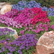 Аубреция Смесь окрасок - ООО «Семена Тут»