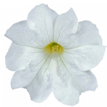 Петуния грандифлора Игл Вайт  [1000 драже] - ООО «Семена Тут»