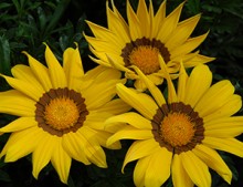 Газания Энорма Еллоу Виз Ринг [1000 шт] - ООО «Семена Тут»