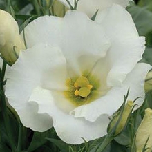 Эустома Сапфир Вайт [100 драже] - ООО «Семена Тут»