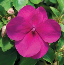 Бальзамин Акцент Премиум Виолет [1000 шт] - ООО «Семена Тут»