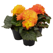 Бегония клубневая Нонстоп Флейм [500 драже] - ООО «Семена Тут»