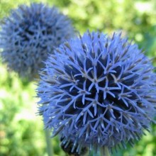 Мордовник - ООО «Семена Тут»