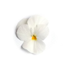 img-1: Виола рогатая Флорал Пауэр F1 Вайт [1000 шт] - ООО «Семена Тут»