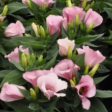 Эустома Кармен Дип Пинк  [1000 драже] - ООО «Семена Тут»