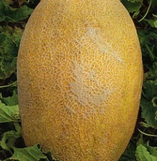 Дыня Фантазия - ООО «Семена Тут»
