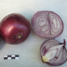 img-1: Лук репчатый Прометей - ООО «Семена Тут»