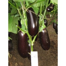 Баклажан Агат F1 - ООО «Семена Тут»