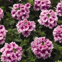 Вербена Тускани Орхид Фрост [100 шт] - ООО «Семена Тут»