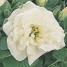 Эустома Сапфир Вайт Дабл [250 драже] - ООО «Семена Тут»