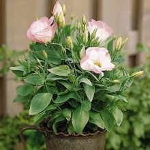 Эустома Сапфир Пинк Рим [1000 драже] - ООО «Семена Тут»