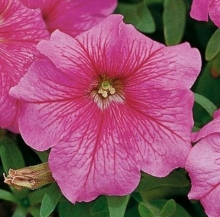 Петуния грандифлора Игл Пинк Вейн [100 драже] - ООО «Семена Тут»