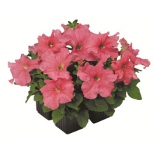 Петуния грандифлора Игл Салмон [5000 шт]* - ООО «Семена Тут»