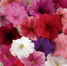img-1: Петуния мультифлора Мираж Микс [1000 драже] - ООО «Семена Тут»